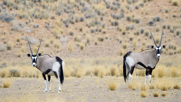 Doro Nawas Camp - Oryx